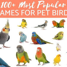 100 por bird names male female