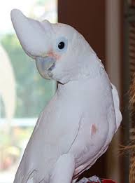 Hand raised cockatoo for sale. Goffin S Cockatoo Facts Pet Care Personality Price Pictures