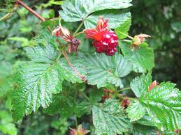 Rubus spectabilis - Wikipedia