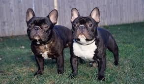 The average french bulldog lifespan is between 9 and 12 years. French Bulldog Dog Breed Information