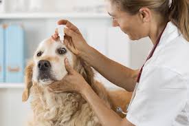what causes a sty on a dog s eye