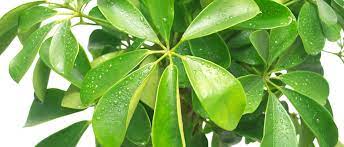 Water from the top of the plant down. A Breath Of Fresh Air How To Care For Tropical Foliage Plants In Your Home Humidity Temperature Water Fertilizer