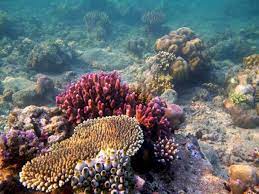 Terumbu karang pinggiran seperenam dari garis pantai. Indonesia Penyumbang 65 Terumbu Karang Di Coral Triangle Indozone Id
