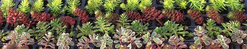 cold hardy sedum succulent plants