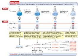 dna replication and recombination