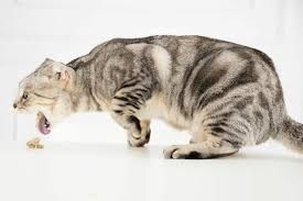 Frische rötliche blutspuren im durchfall deuten eher auf eine blutung im hinteren dickdarm der katze hin. Darmverschluss Bei Katzen Symptome Ursachen Behandlung Zooplus