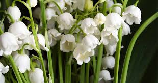 European Lily Plant | Lily of the Valley Image