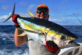 nice colors of yellowfin tuna and marc