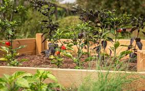 wood for raised garden beds