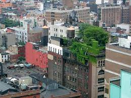 Green Roof Gardening