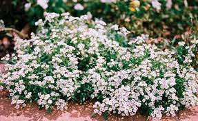 alyssum carpet of snow and other
