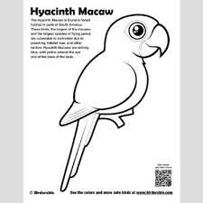 Coloring sheet | easter egg hunt. Hyacinth Macaw Coloring Page Fun Free Downloads Activity Pages Birdorable