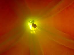 Image result for inside flower