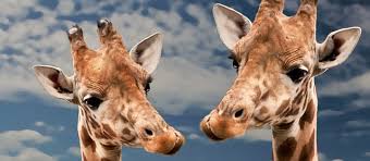 Znalezione obrazy dla zapytania smieszne zdjecia żyraf