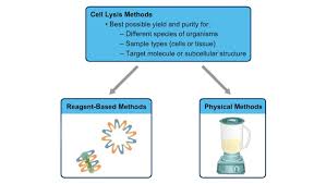 traditional methods of cell lysis