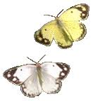 Risultati immagini per farfalle gif
