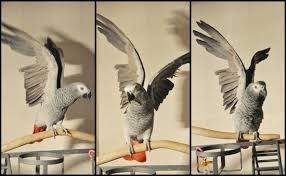 Safety Wing Clipping The World Of African Greys