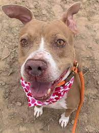 Pima animal care center (pacc) is organized into four major sections: These Pets Are Up For Adoption In Tucson Pets Tucson Com