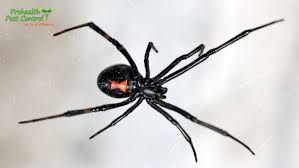 The black widow spider is shy and nocturnal, usually staying hidden in its web, hanging with its belly upward. 6 Black Widow Spider Facts To Keep In Mind Prohealth Pest Control