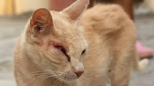 cat eye problems 13 most common feline