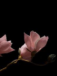 Buy paper flowers online Anamiro Long Stemmed Paper Rose Medium  Light Pink