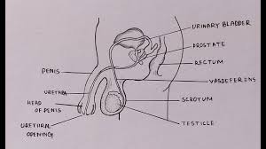 In this video i'm going to draw diagram of human male reproductive system , step by step and very easily in few minutes , human male reproductive system. How To Draw Diagram Of Male Reproductive System Easily Step By Step Youtube