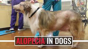 Another skin problem that may cause a dog to lose hair in patches is mange. Alopecia In Dogs Causes Symptoms And Treatments Petmoo