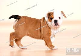 continental bulldog puppy walking