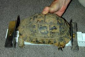 Tortoise Trust Web Safer Hibernation Updated