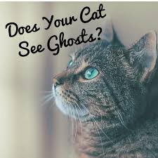can cats see spirits how to tell if