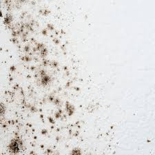 get rid of mold on bathroom walls