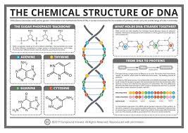 chemical structure of dna poster