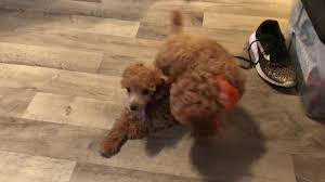nc miniature poodle puppies red