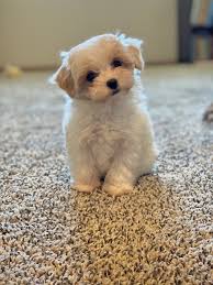 We pair havanese breeders with great folks like you. Whitney Maltipoo Wisconsin Premier Pups Puppy Photo Gallery