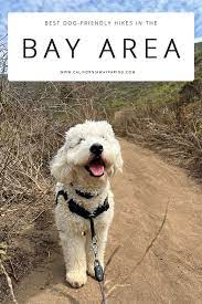 3 dog friendly hikes in the bay area