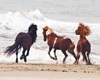 are-there-wild-ponies-in-maryland