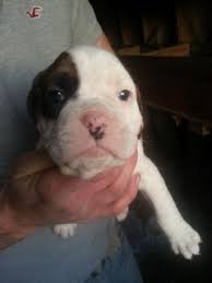 We have 1 beautiful female boxane puppy for sale. Boxer Puppies For Sale In Pentwater Michigan Classified Americanlisted Com