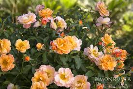 rose flower carpet amber