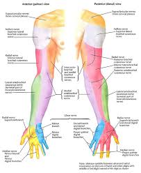 Image Result For Cervical Spine Upper Limb Anatomy Nerve