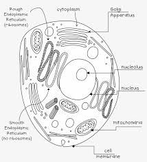 Finally, an unlabeled version of the diagram is included at the bottom of the page, in color and black and white. Animal Cell Black And White Circle Free Transparent Png Download Pngkey