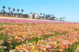 Visiting The Carlsbad Flower Fields