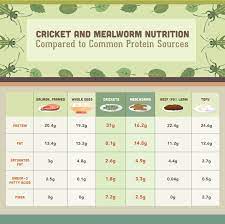 eating insects for protein fix com