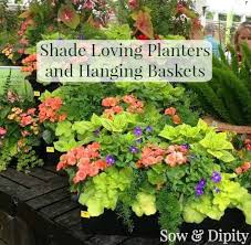We did not find results for: Hanging Baskets For Shade