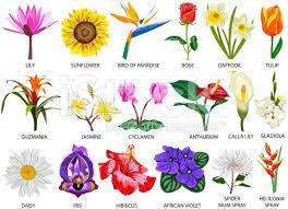 One of the most common reasons is for a friend or relative to express sympathy to the family of the individual who passed away. Set Of Eighteen Colorful Most Common Species Of Flowers Flower Images With Name Different Types Of Flowers Flower Names