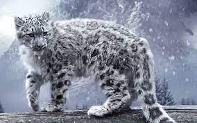 snow leopards wallpapers wallpaper cave
