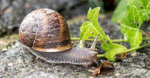 snail lifespan how long do snails live