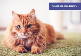 pet stain removal services advanced