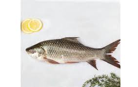 rohu fish complete information