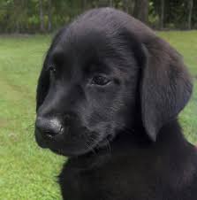 Adopt a rescue dog through petcurious. Labrador Retriever Puppies In Lakeland Fl Home Facebook