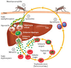 Paludisme, appelé également malaria du à un parasite, transmis par une moustique. Plasmodium Vivax Un Parasite Qui Sort De L Ombre Revue Medicale Suisse